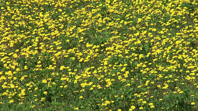 高清:黄色的花视频素材