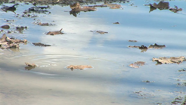 高清:池塘视频素材