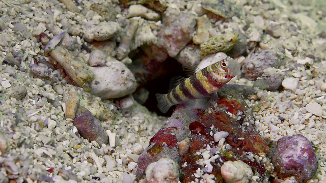 加州大学合作伙伴Goby and Shrimp / Cabilao岛，菲律宾视频下载