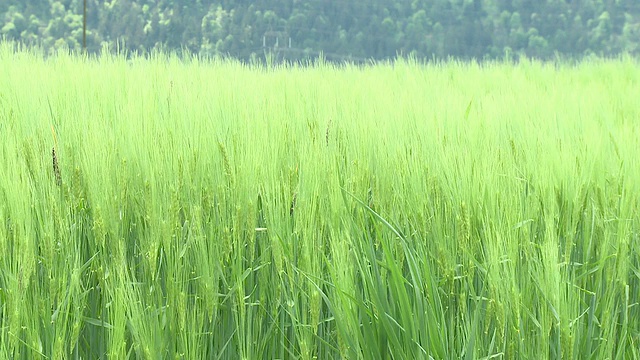 高清:绿色小麦视频素材