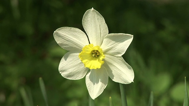 高清:水仙花视频素材