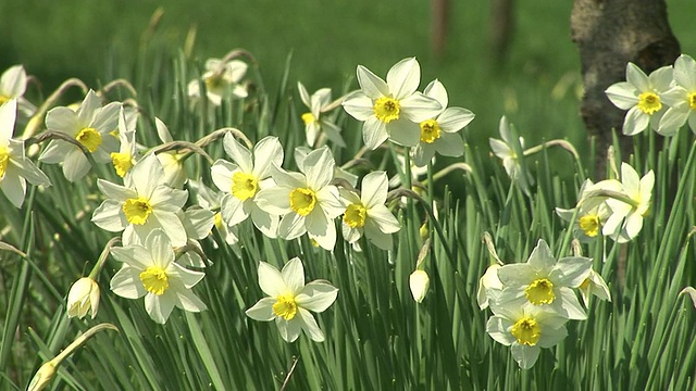 高清:Daffodils视频素材