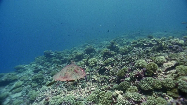 跟踪拍摄中拍摄了一只玳瑁海龟(Eretmochelys imbricata)沿着珊瑚礁游进画面视频素材