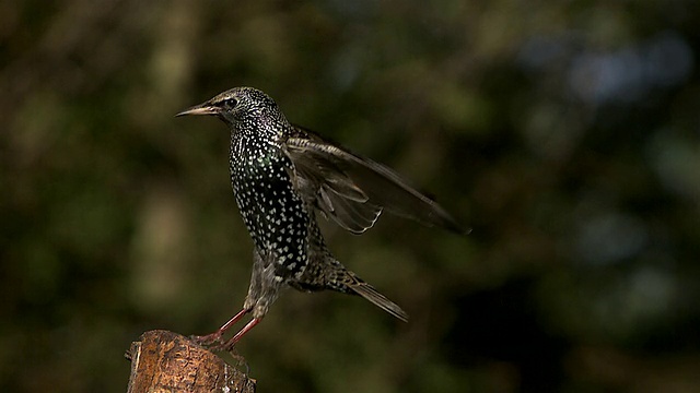 普通椋鸟，普通sturnus vulgaris，成虫落在树枝上，慢动作视频素材