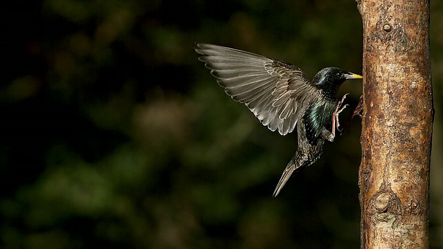 普通椋鸟，普通sturnus vulgaris，成虫在树干上振翅，慢动作视频素材