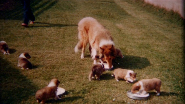 柯利牧羊犬和小狗1940年代视频素材