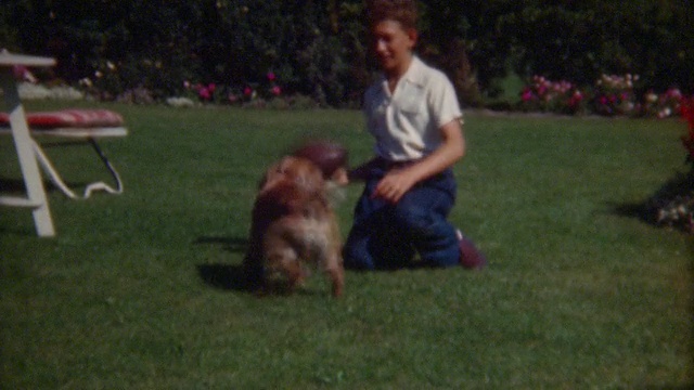 1940年的可卡犬档案视频素材