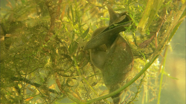 CU TU Moving snail in underwater / Visby, NÃ¤r, Ljugarn, Gotland, Sweden视频素材