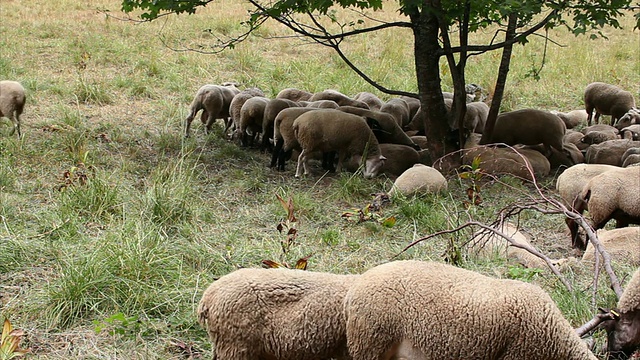 Sheeps高清视频素材