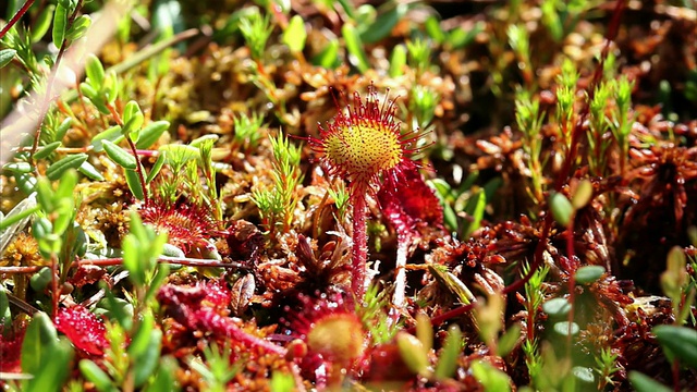 毛毡苔(Drosera食肉植物)HD视频素材