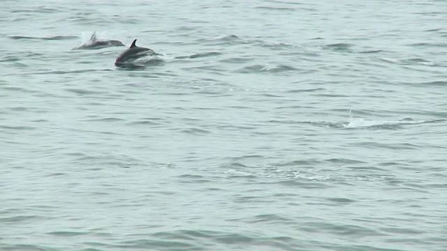 高清:海豚视频素材