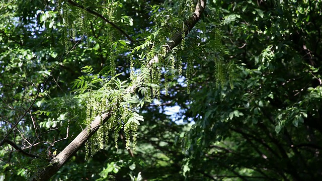 日本都(Pterocarya)视频素材