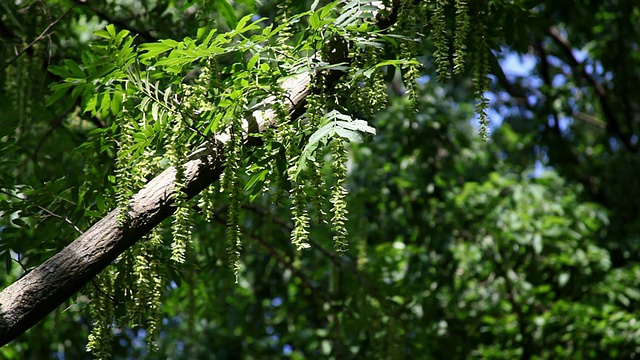 日本都(Pterocarya)视频素材