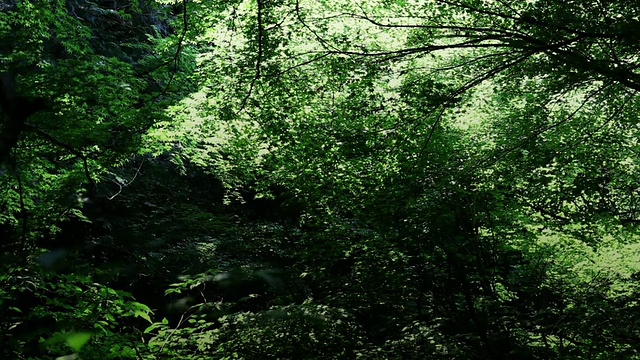 日本森林植物视频素材