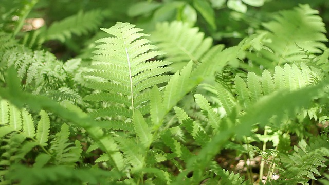 绿色的蕨类植物视频素材