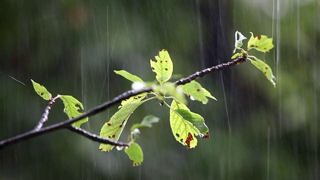 雨天视频素材