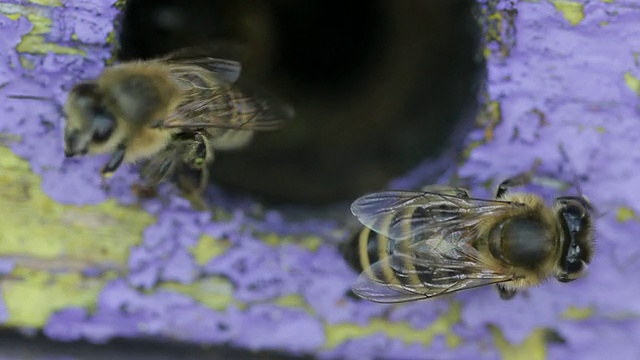 蜜蜂在入口的蜂箱里视频素材