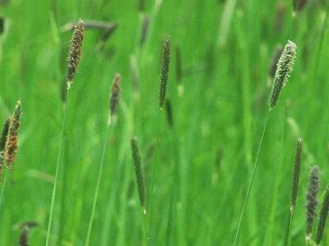 朋友:草视频素材