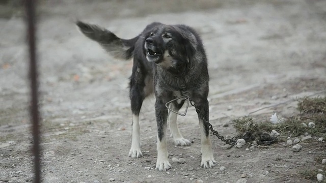 用皮带牵着的家犬在院子里吠叫视频素材