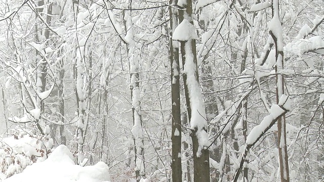 白雪覆盖的森林视频素材