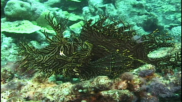 Merlet’s Scorpionfish (Rhinopias aphanes)。礁。巴布新几内亚视频素材