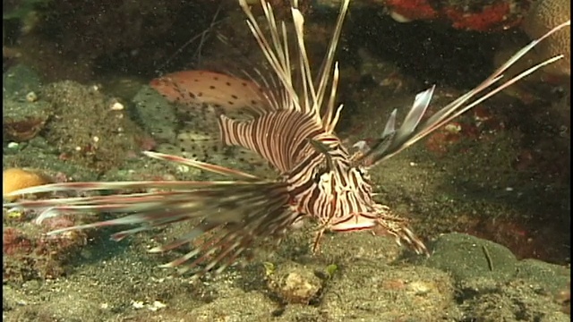 狮子/ turkeyfish(未知物种)。礁。巴布新几内亚视频素材