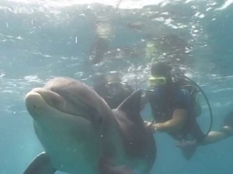 MS瓶鼻海豚与潜水员在圈养的海圈。埃及红海视频素材