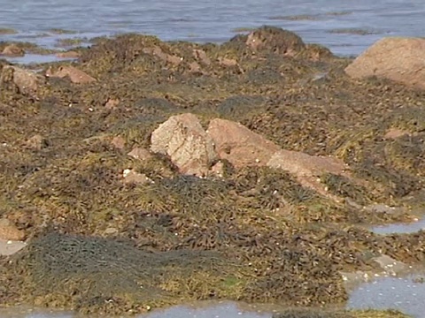 MS退潮-时间流逝。海峡群岛、英国视频素材