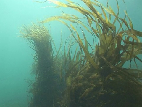 WS海带的叶子在海面上抵御阳光的照射。海峡群岛、英国视频素材