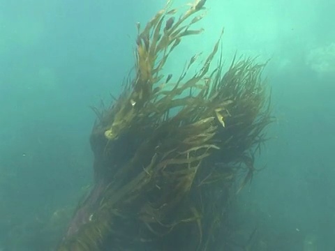 海带的叶子在水流中流动。海峡群岛、英国视频素材