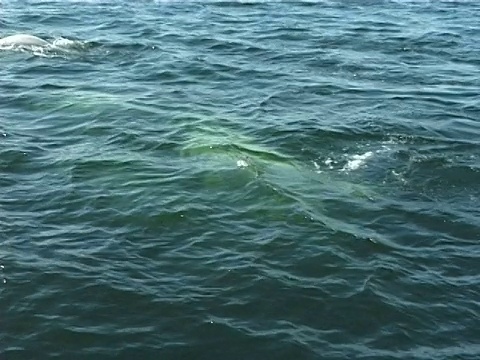 在漫威宇宙中，白鲸在水下一起游泳，浮出水面，海水因浮游生物而变绿(2006)。加拿大圣劳伦斯。视频素材