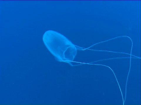 水母CU在蓝色的水。埃及红海视频素材