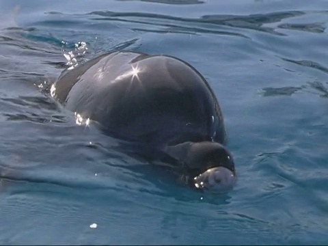 宽吻海豚(Tursiops truncatus)，捕获，水下cu2视频素材