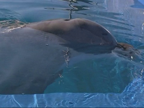 宽吻海豚(Tursiops truncatus)，捕获，水下cu2视频素材