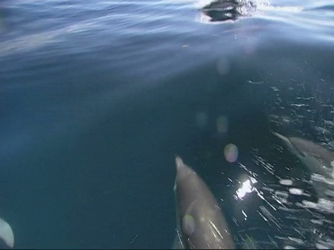 宽吻海豚(Tursiops truncatus)，学校游泳UW-ts公海LS 4。视频素材