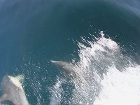 常见的海豚(Delphinus delphins)船头艇，高角度，开放海面。美国圣地亚哥视频素材