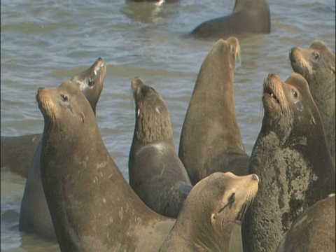 海狮(Zalophus californianus)，海岸线阿尔法雄性对峙，PAN-MS。美国加州。视频素材