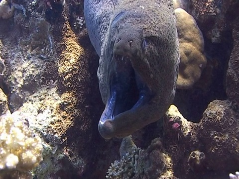 巨型海鳗(Gymnothorax javanicus)。由海湾。红海视频素材