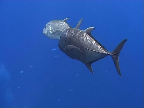 巨型鲹(Caranx ignobilis)。鳗鱼的花园。红海视频素材