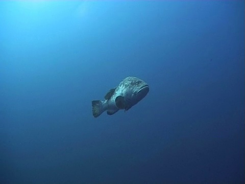 马铃薯石斑鱼。鲨鱼礁。红海视频素材