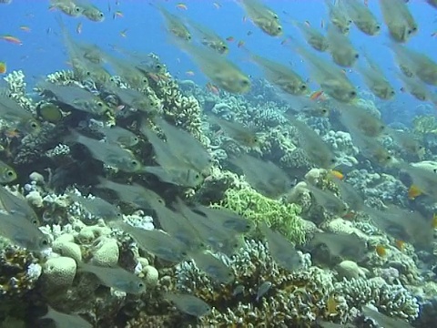 红海侏儒清扫器(Parapriacanthus guentheri)。Dahab,红海视频素材