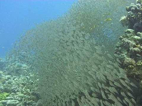 红海侏儒清扫器(Parapriacanthus guentheri)。Dahab,红海视频素材