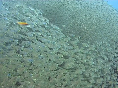 红海侏儒清扫器(Parapriacanthus guentheri)。Dahab,红海视频素材