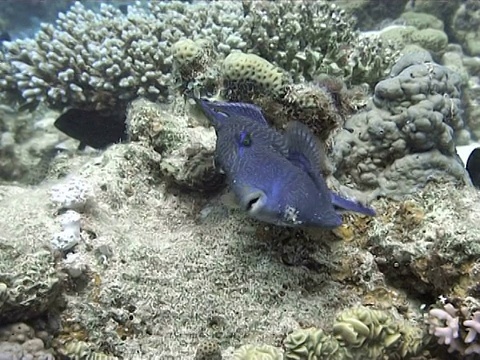 蓝箭鱼(假箭鱼)。Dahab,红海视频素材