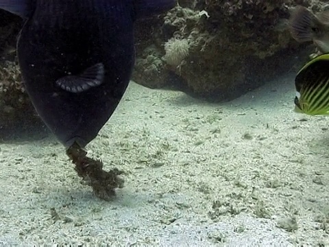 蓝箭鱼(假箭鱼)。喂食。Dahab,红海视频素材