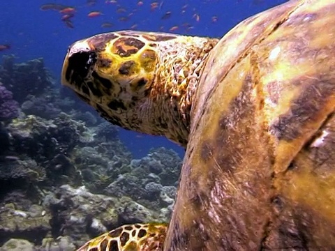 绿海龟(龟鳖)。Dahab,红海视频素材