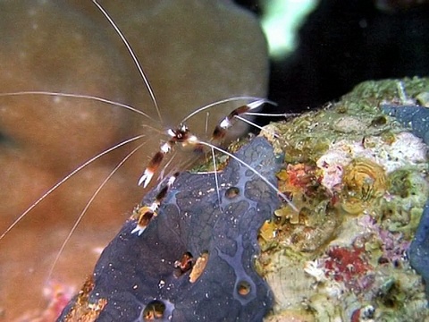 Boxershrimp(目前不明)。Dahab,红海视频素材