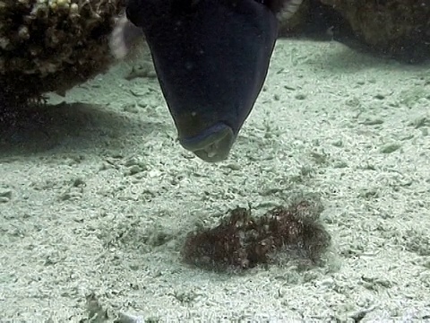 蓝箭鱼(假箭鱼)。喂食。Dahab,红海视频素材