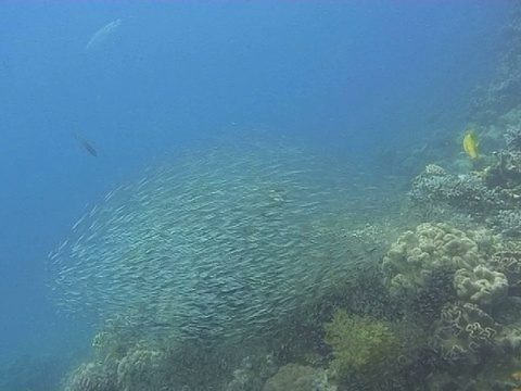 红海侏儒清扫器(Parapriacanthus guentheri)。石斑鱼的捕食。Dahab,红海视频素材