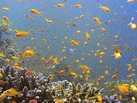 花属(pseudoanthias squamipinnis)和红海矮扫花属(Parapriacanthus guentheri)。Dahab,红海视频素材